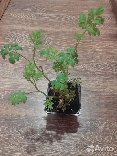 Дицентра разбитое сердце