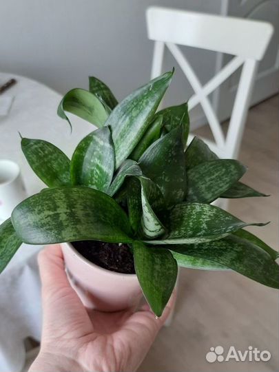 Сансевиерия