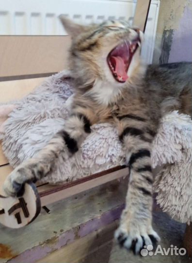 Шикарный котенок