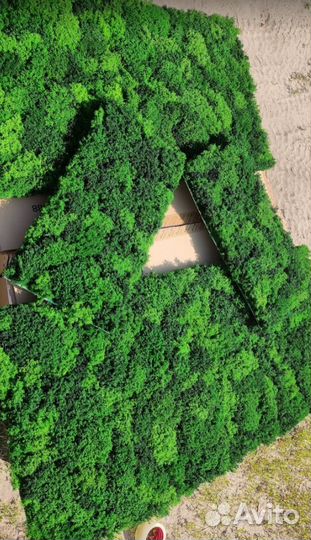 Стабилизированный мох панно из мха 25х50см