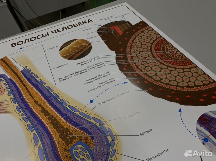 Плакат «Волосы человека»