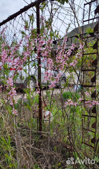 Миндаль декоративный