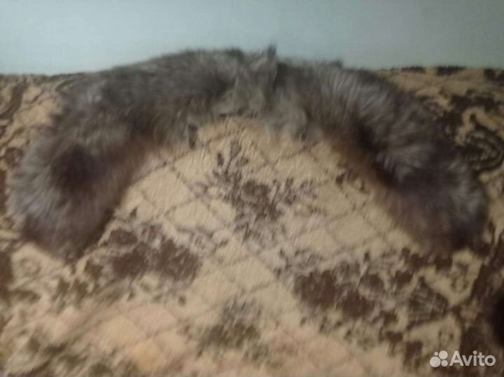 Меховой воротник песец