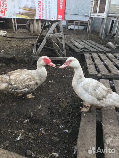 Инкубационное яйцо индоутки