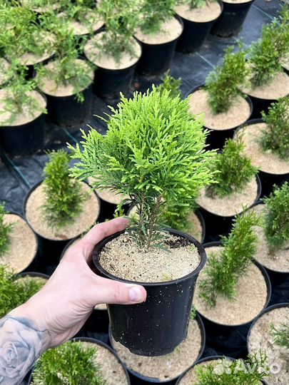 Туя шаровидная Даника