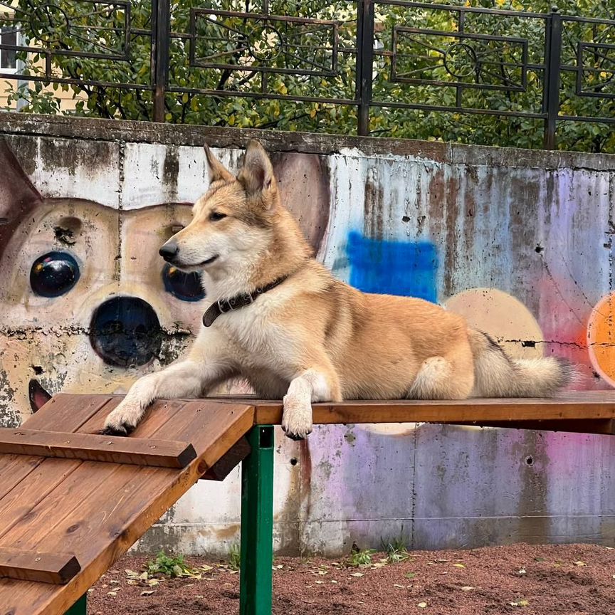 Золотая девочка золотой хозяйке