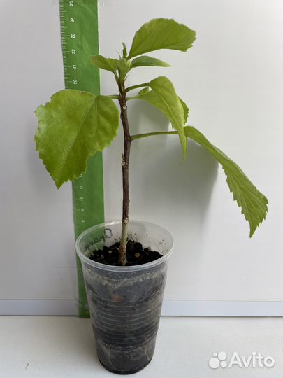 Гибискус Оранжевый