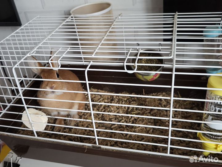 Декоративные кролики