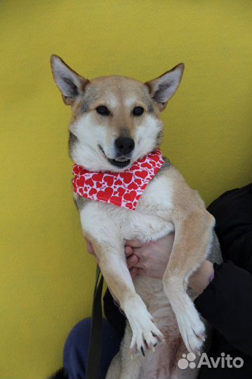 Собака-лисичка в добрые руки