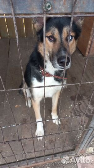 Собаки бесплатно