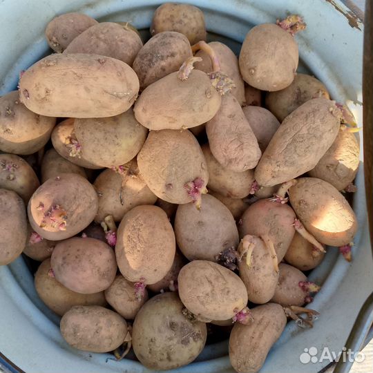 Семенной картофель на посадку