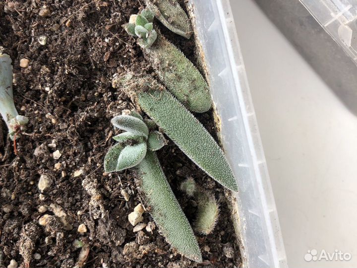 Красула Тенели