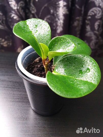 Комнатные растения цветы