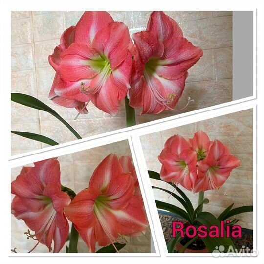 Детки сортовых гиппеаструмов