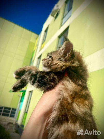 Мейн-кун черепашка