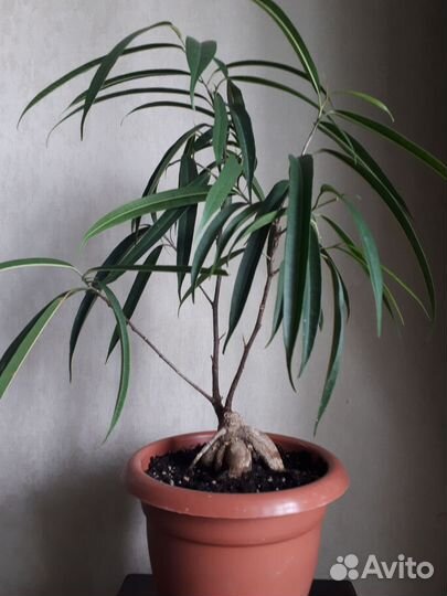 Фикус Биннендийка Али