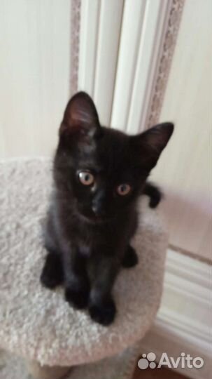 Котёнок добрые руки