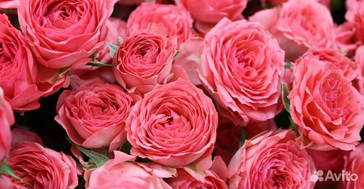 Саженцы роз и луковичные