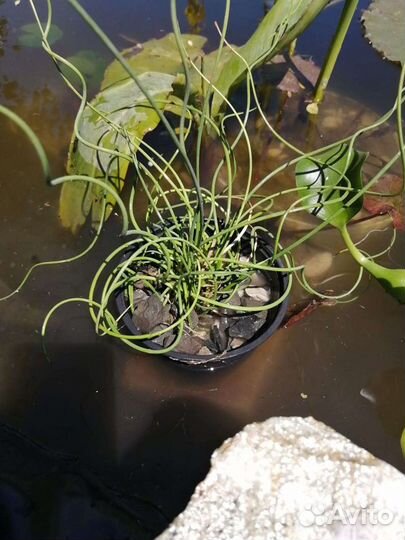 Водные и прибрежные растения для пруда