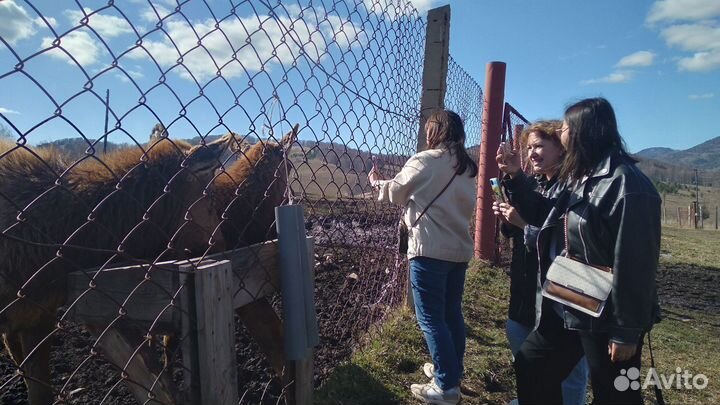 Экскурсии на мараловую ферму