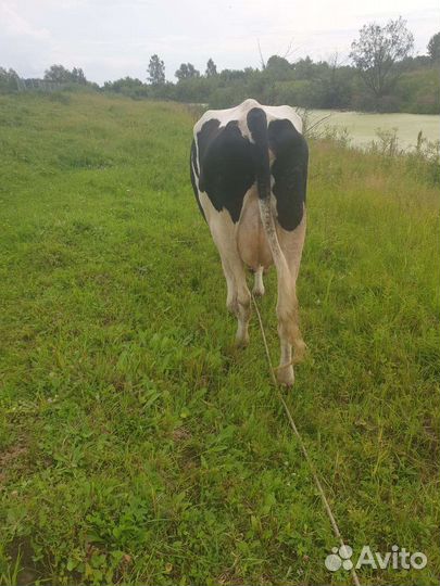Корова дойная молочная