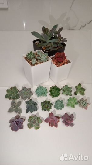 Суккуленты, эхеверии