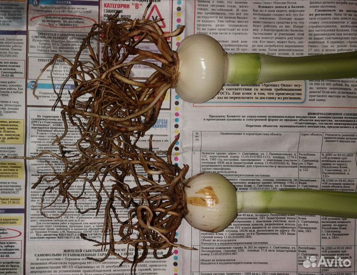 Гиппеаструм красный. Замиокулькас