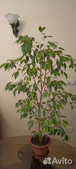 Фикус бенджамина пестролистный