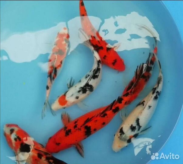 Карпы кои кометы