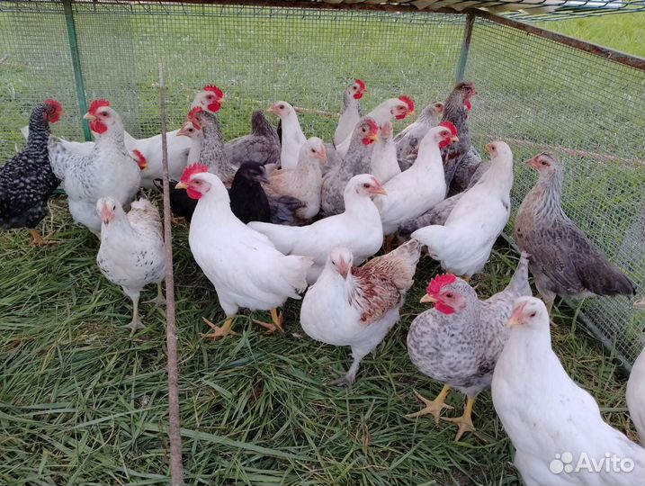 Петухи молодые