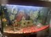 Панорамный аквариум 3D Juwel Vision на 180л