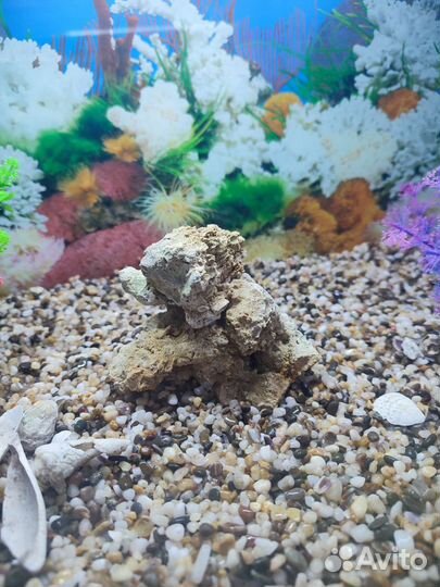 Аквариум комплеке