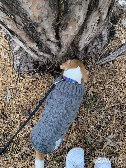 Свитер для собаки