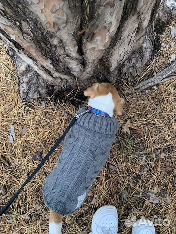 Свитер для собаки