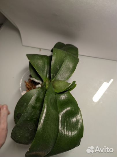 Орхидея фал. Mituo Diamond Canary x Yungho gelb