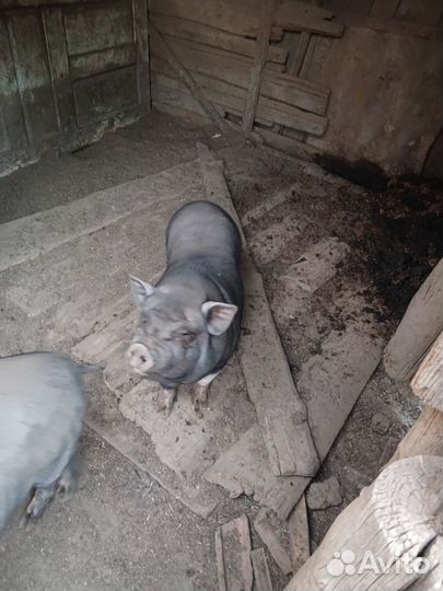 Вьетнамский вислобрюхий