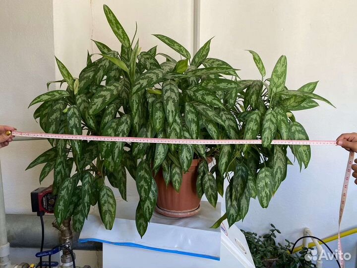 Аглаонема пятнистая