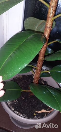 Фикус большой