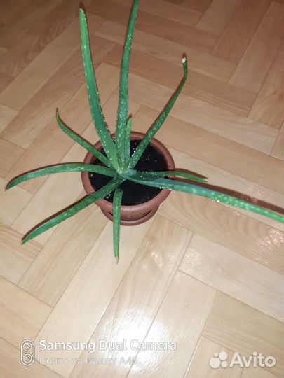 Алоэ Вера растение