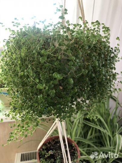 Солейролия