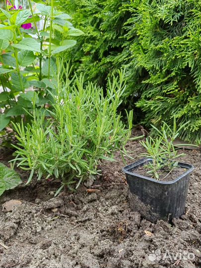 Розмарин, туя западная, смарагд, брабант