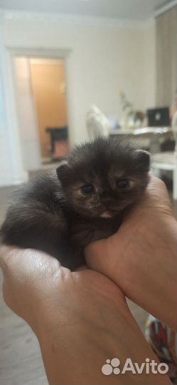 Шотландские котята