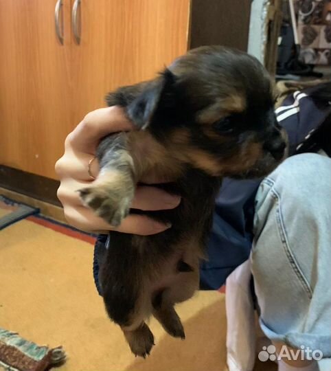 Той терьер миник