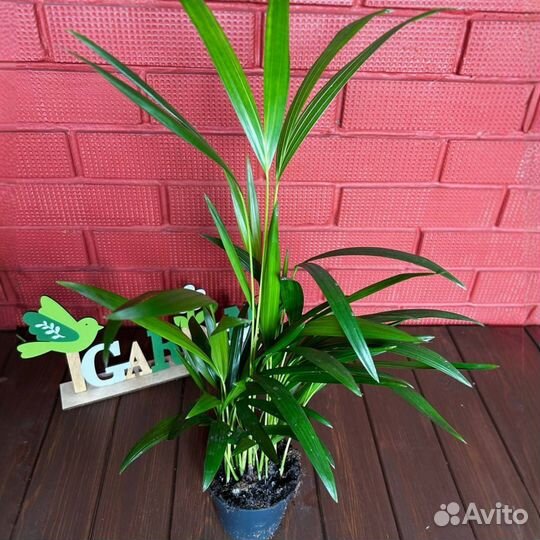 Хризалидокарпус