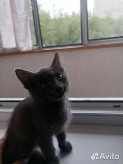 Отдам в добрые руки мальчик котенок