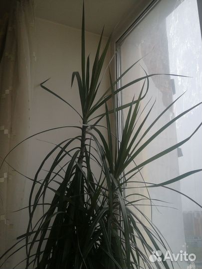 Драцена большая пальма