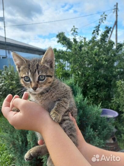 Отдам котят в добрые руки