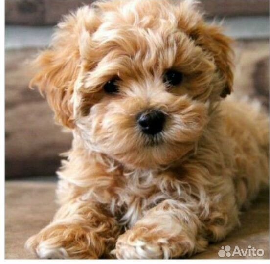 Мальтипу малыши