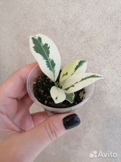 Фикус микрокарпа альбомаргината