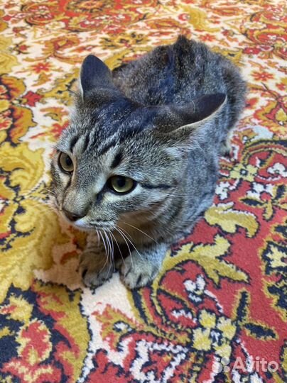 Котятки в добрые руки